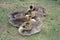 Canadian goose chicks at Duddingston Loch, Scotland