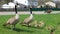 Canadian goose with chicks, geese with goslings walking in green grass in Michigan during spring.