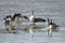 Canadian Goose Choir