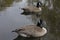 Canadian Goose Couple