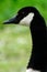 Canadian goose at Duddingston Loch, Scotland