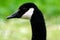 Canadian goose at Duddingston Loch, Scotland