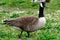 Canadian goose at Duddingston Loch, Scotland