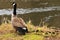 Canadian goose family