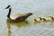 Canadian goose family