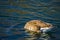 Canadian Goose Feeding on the Bottom of a River