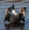 Canadian Goose flapping wings