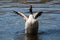Canadian Goose flapping wings in soft focus