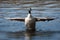 Canadian Goose flapping wings in soft focus