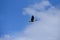 Canadian Goose in Flight Against a Blue Sky