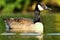 Canadian goose floating on pond surface