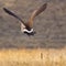 Canadian Goose Flying