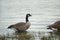 Canadian goose follows another Canadian goose