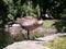 Canadian goose getting out of pond