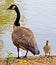 Canadian Goose and Gosling