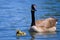 Canadian Goose and Gosling