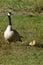 Canadian Goose with gosling at her side