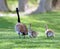 Canadian Goose With Goslings