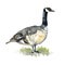 Canadian Goose on green grass isolated, watercolor illustration