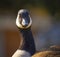 Canadian goose head shot staring intently with brown eyes looking right at you on the Roanoke River Salem Greenway