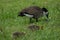 Canadian goose with her goslings