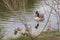 A Canadian goose honks at onlookers.