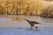 Canadian Goose Landing