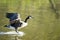 Canadian Goose Landing