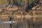 Canadian goose landing in a pond