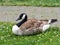 Canadian goose laying in the grass near a brick walking path in a park.  Wildlife bird with brown feathers