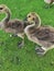 Canadian goose ling are being trained for independent life
