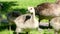 Canadian goose Little birds are sitting on the grass eating pieces of bread bright green fresh grass Four little young