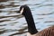 A Canadian goose looking out over a lake