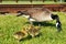 Canadian goose mama pinching grass with 3 babies sunbathing nearby. One chick is hiding behind the others.