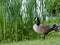 Canadian goose in nature standing in the tall grass along a lake.  Wildlife water fowl in nature