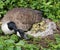 Canadian Goose Nesting