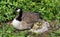 Canadian Goose Nesting