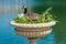 Canadian Goose nesting in decorative vase