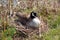 Canadian Goose nesting female laying in a nest