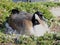 Canadian Goose nesting female laying in a nest of urban bushes surrounded by feather down in Indianapolis White River State Park I