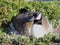 Canadian Goose nesting female laying in a nest of urban bushes surrounded by feather down in Indianapolis White River State Park I