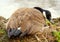 A Canadian goose nesting on its eggs