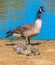 Canadian Goose with Offspring