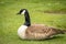 Canadian Goose In Park