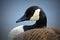 Canadian Goose Portrait