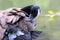 Canadian Goose Preening its Feathers