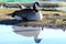Canadian goose reflection Poole Park