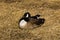 Canadian Goose Resting by a River