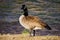 Canadian Goose by the Roanoke River