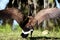 Canadian goose spreading his wings